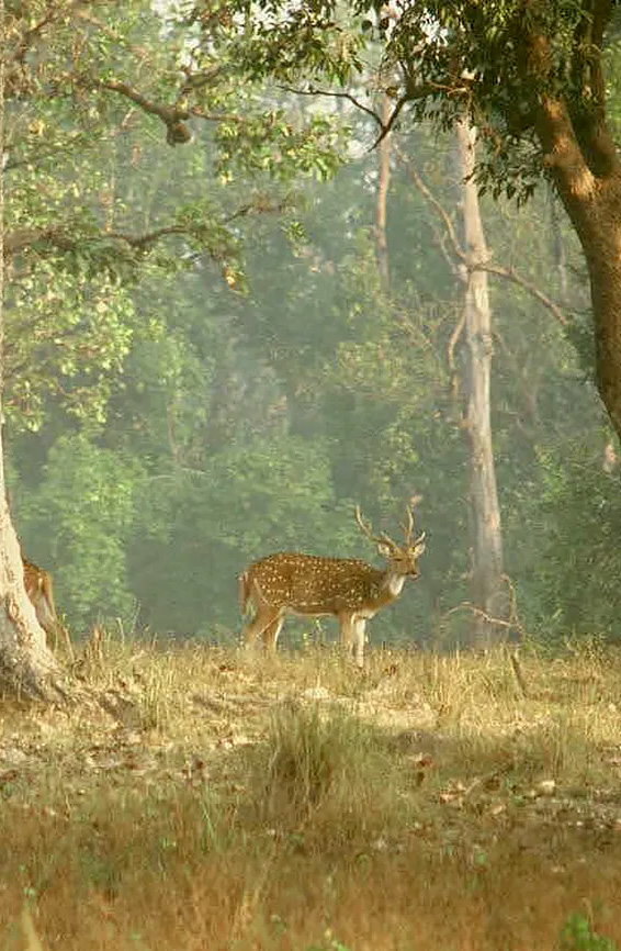 Kanha Tiger Reserve